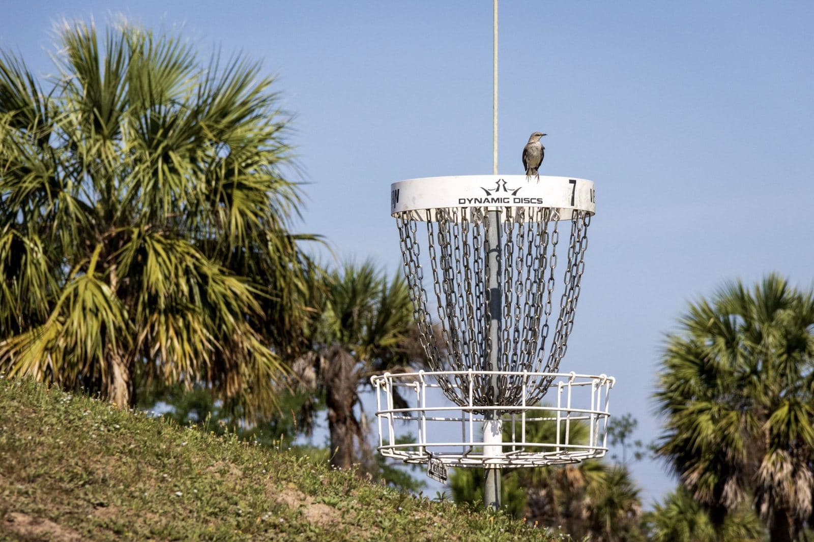 A mockingbird perched on top of a basket at Majette, palms and blue sky behind.